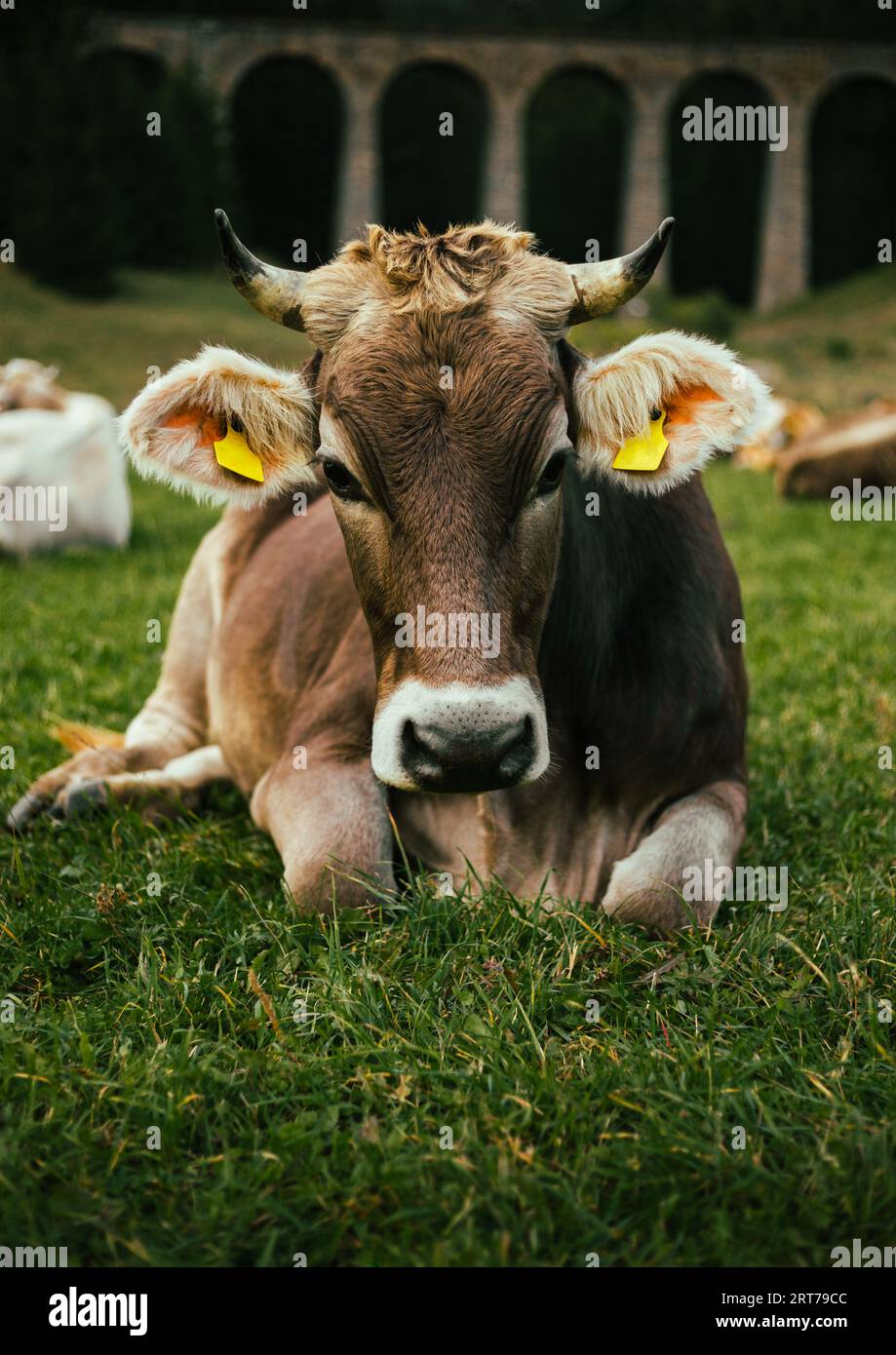 Vertical portrait of beautiful and cute brown cow lie on the grass and posing to camera. Young cow on the green meadow with forest on background. Stock Photo