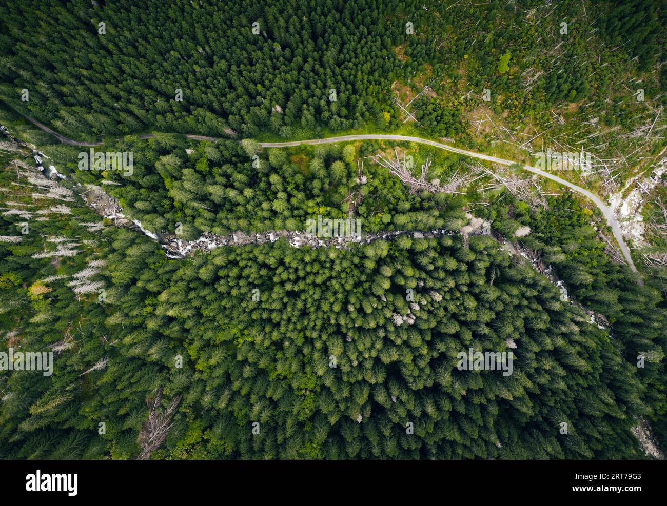 Aerial photo of green forest with curved mountain river by drone from very high altitude. Top view of peaceful forest in summer time Stock Photo