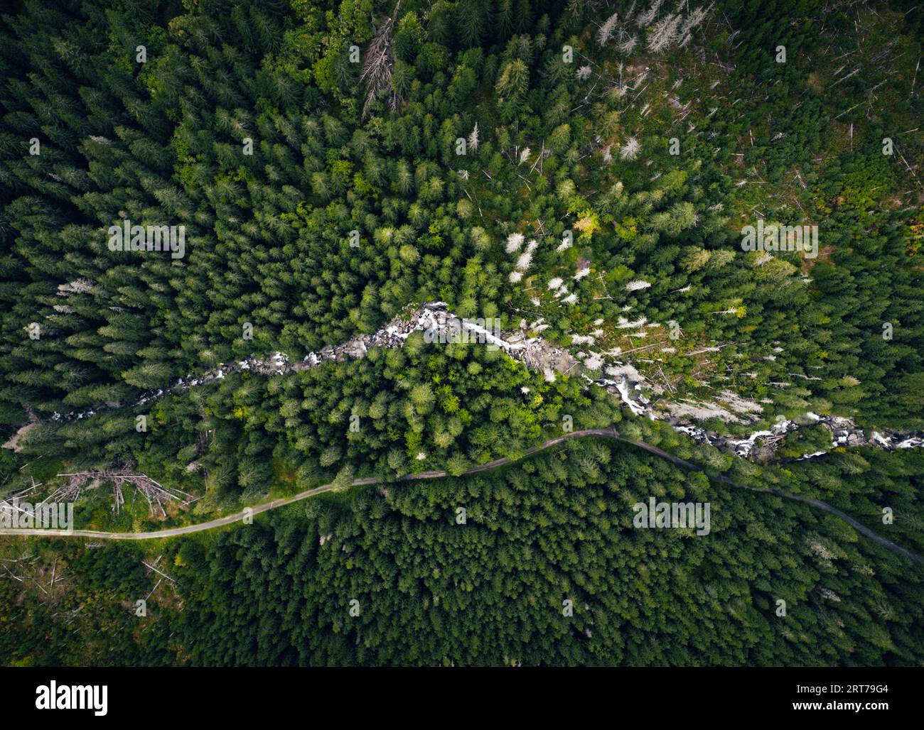 Aerial photo of green forest with curved mountain river by drone from very high altitude. Top view of peaceful forest in summer time Stock Photo
