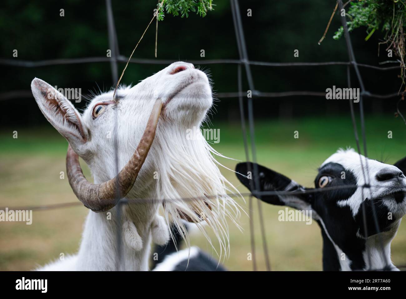 Portrait of beautiful and cute goats standing on the green meadow near the forest (free range) and posing to camera. Crazy goats are feeding and jumpi Stock Photo