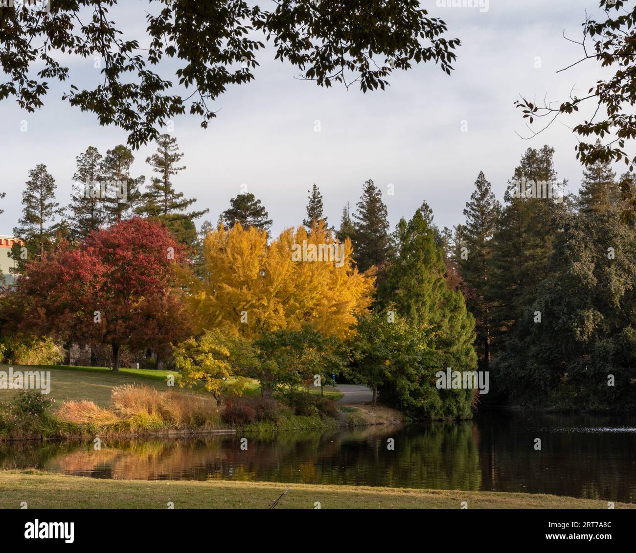 Fall colors at the east end of the UC Davis arboretum over the Spafford
