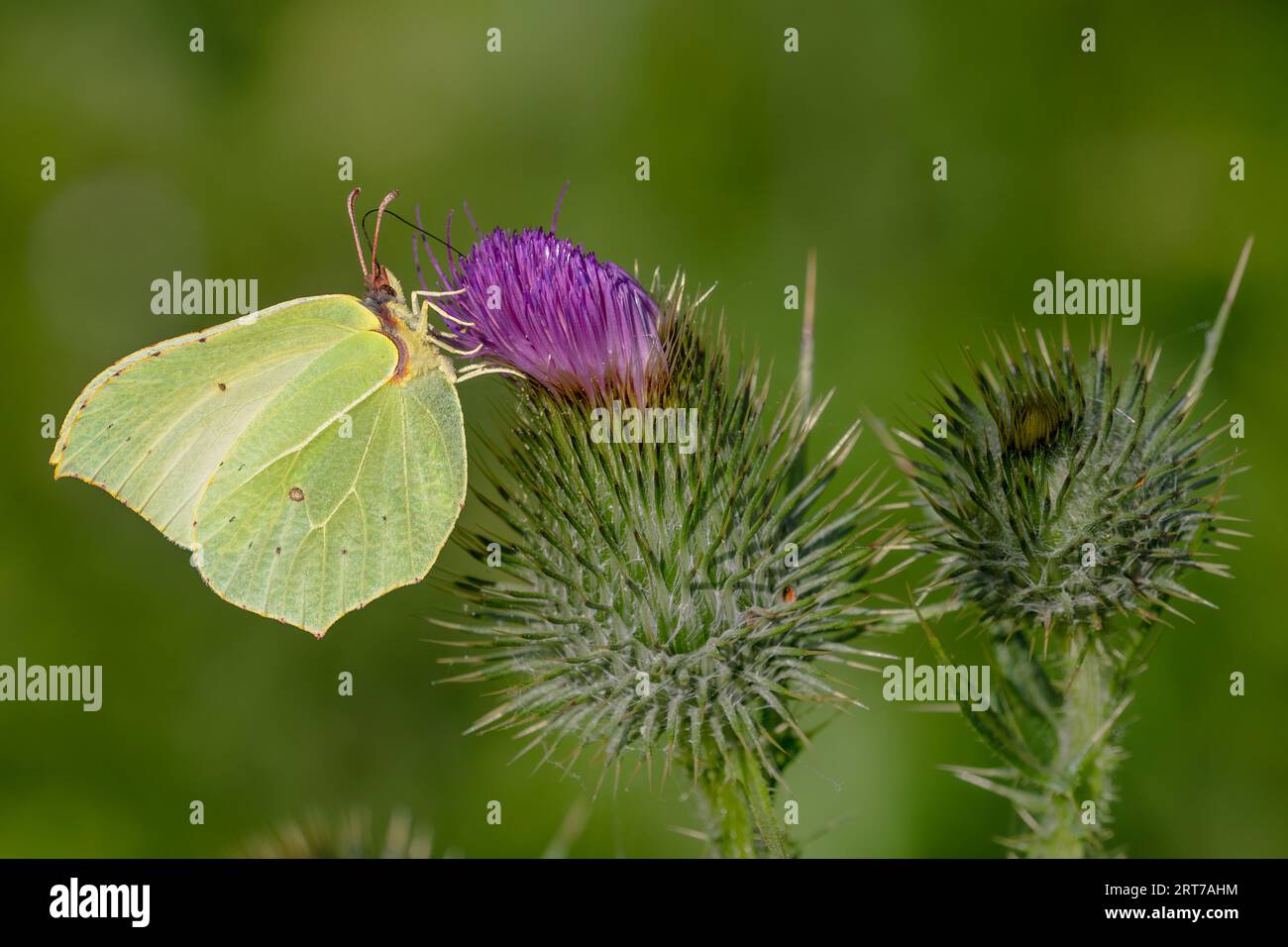 Common Brimstone - Gonepteryx rhamni, beautiful yellow butterfly from European gardens and meadows, Jeseniky, Czech Republic. Stock Photo