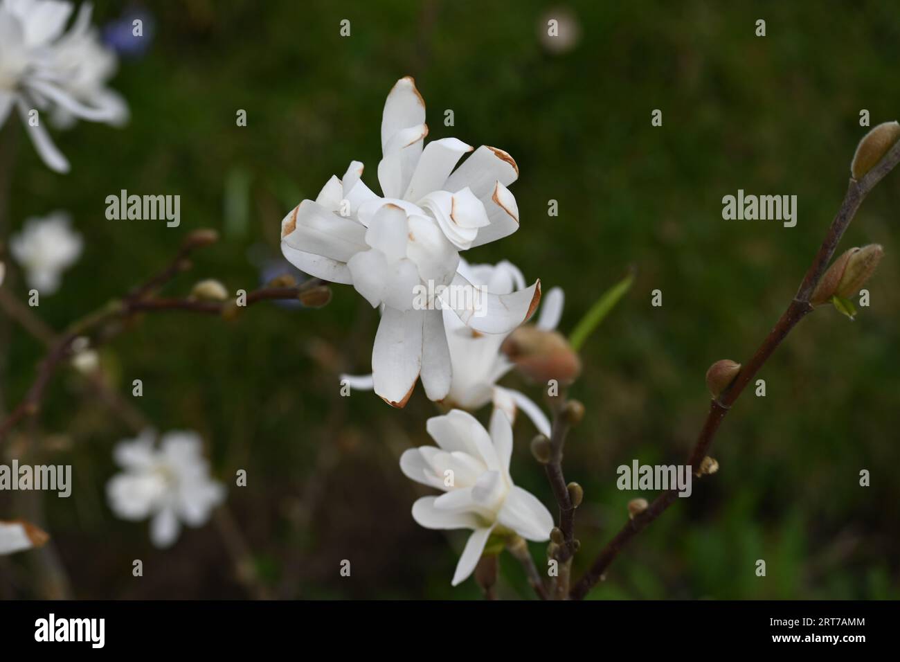 Close up white flowers hi-res stock photography and images - Alamy
