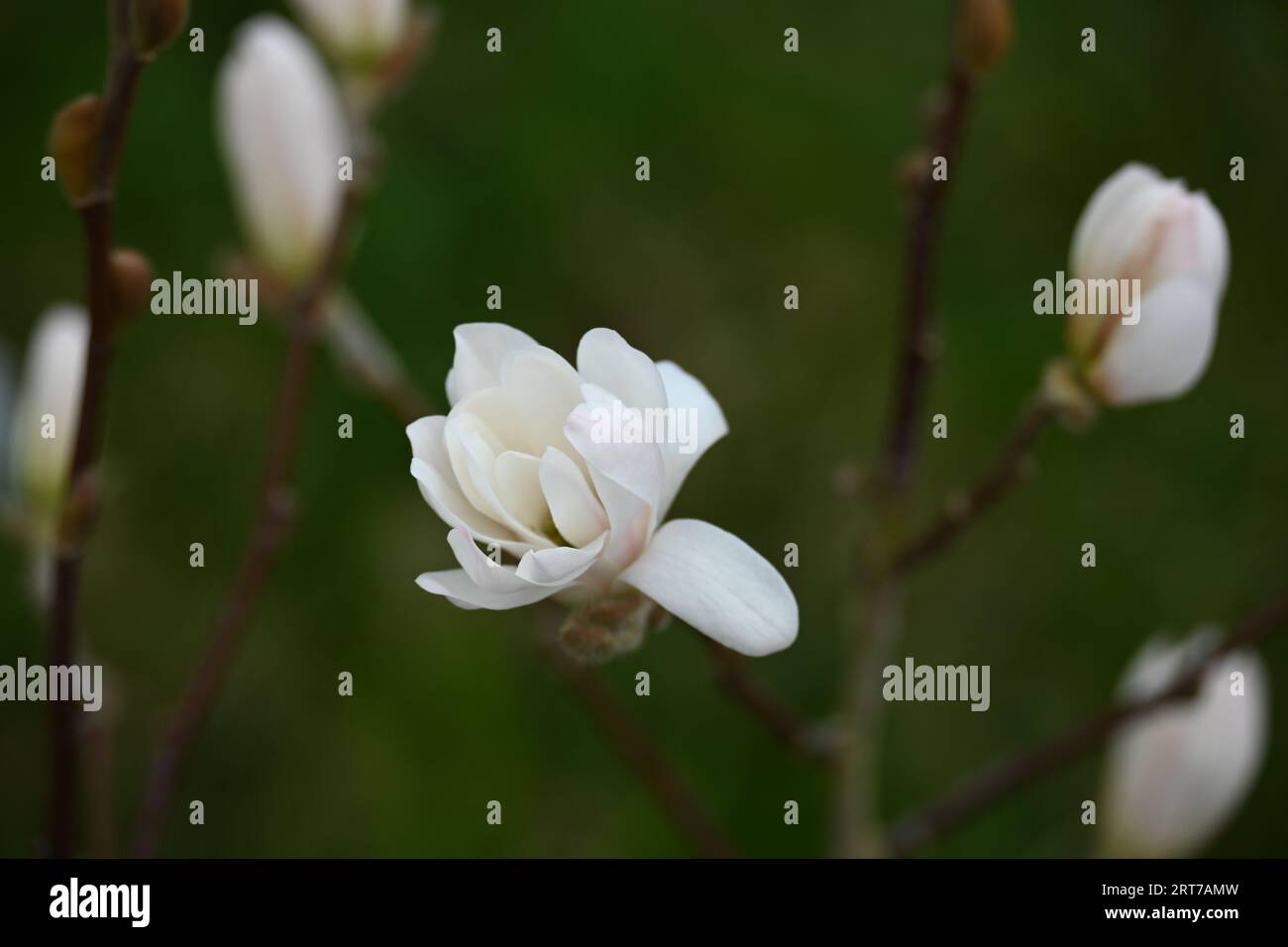 Close up white flowers hi-res stock photography and images - Alamy