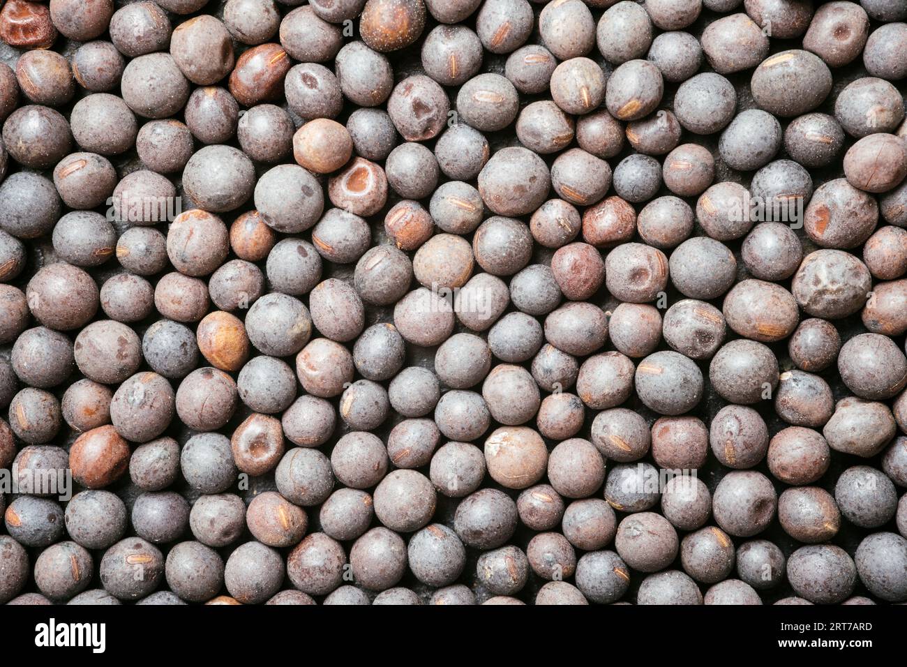 Closeup of winter vetch (Vicia villosa) seeds Stock Photo