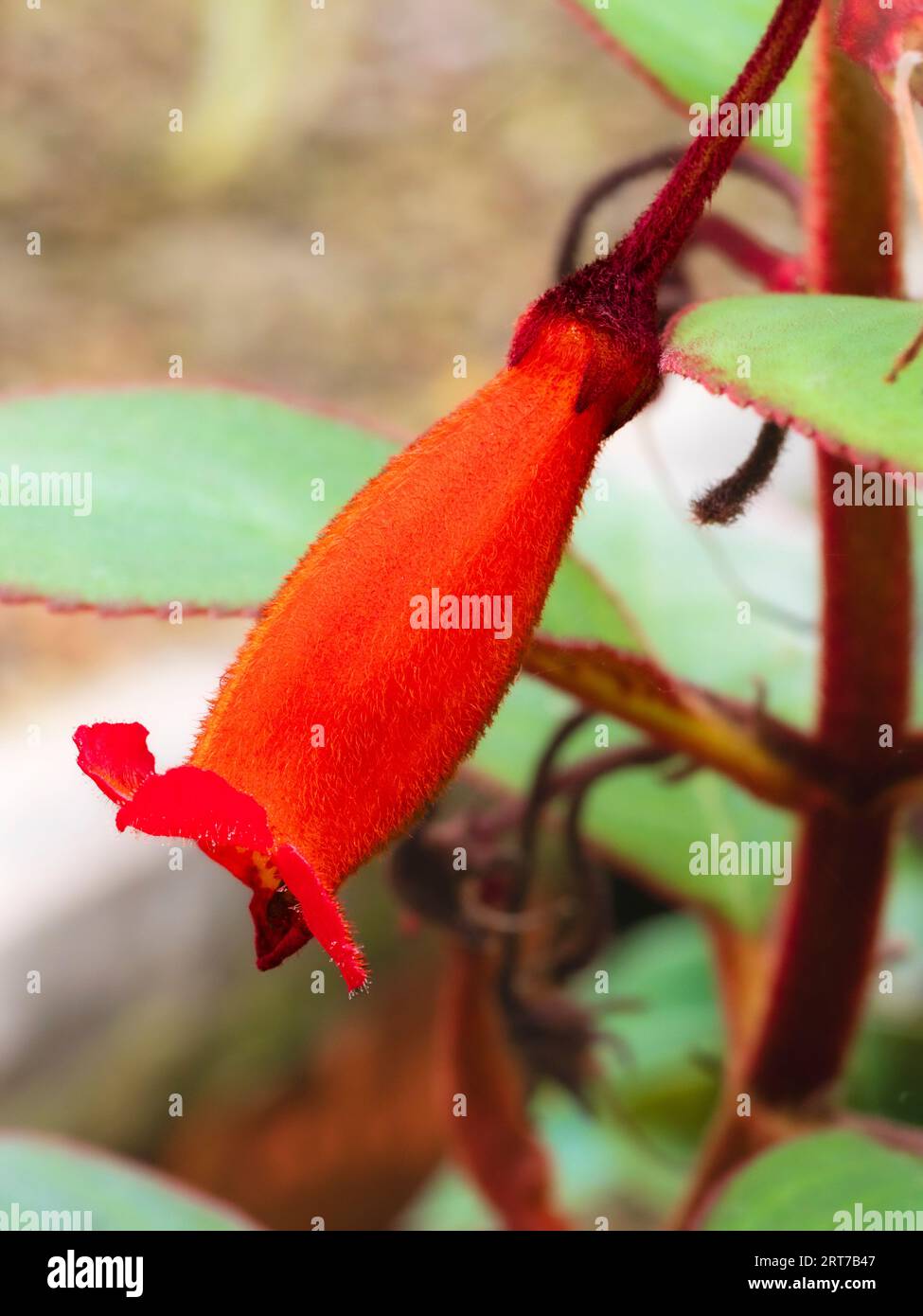 Tubular red summer flower of the sub-tropical perennial Kohleria eriantha Stock Photo