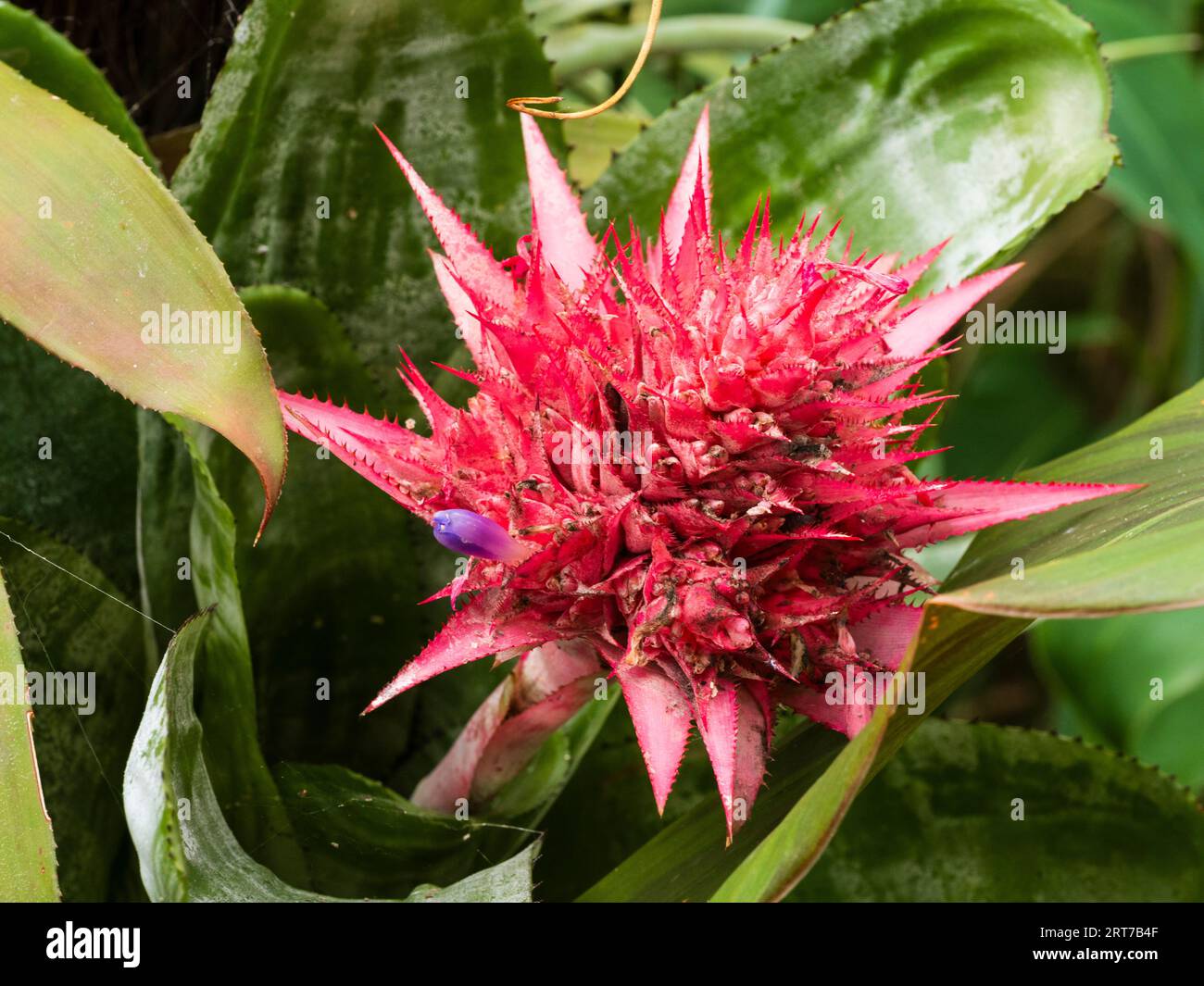 Pink infloresence of the tender Brazilian bromeliad Aechmea fasciata, an ornamental houseplant Stock Photo