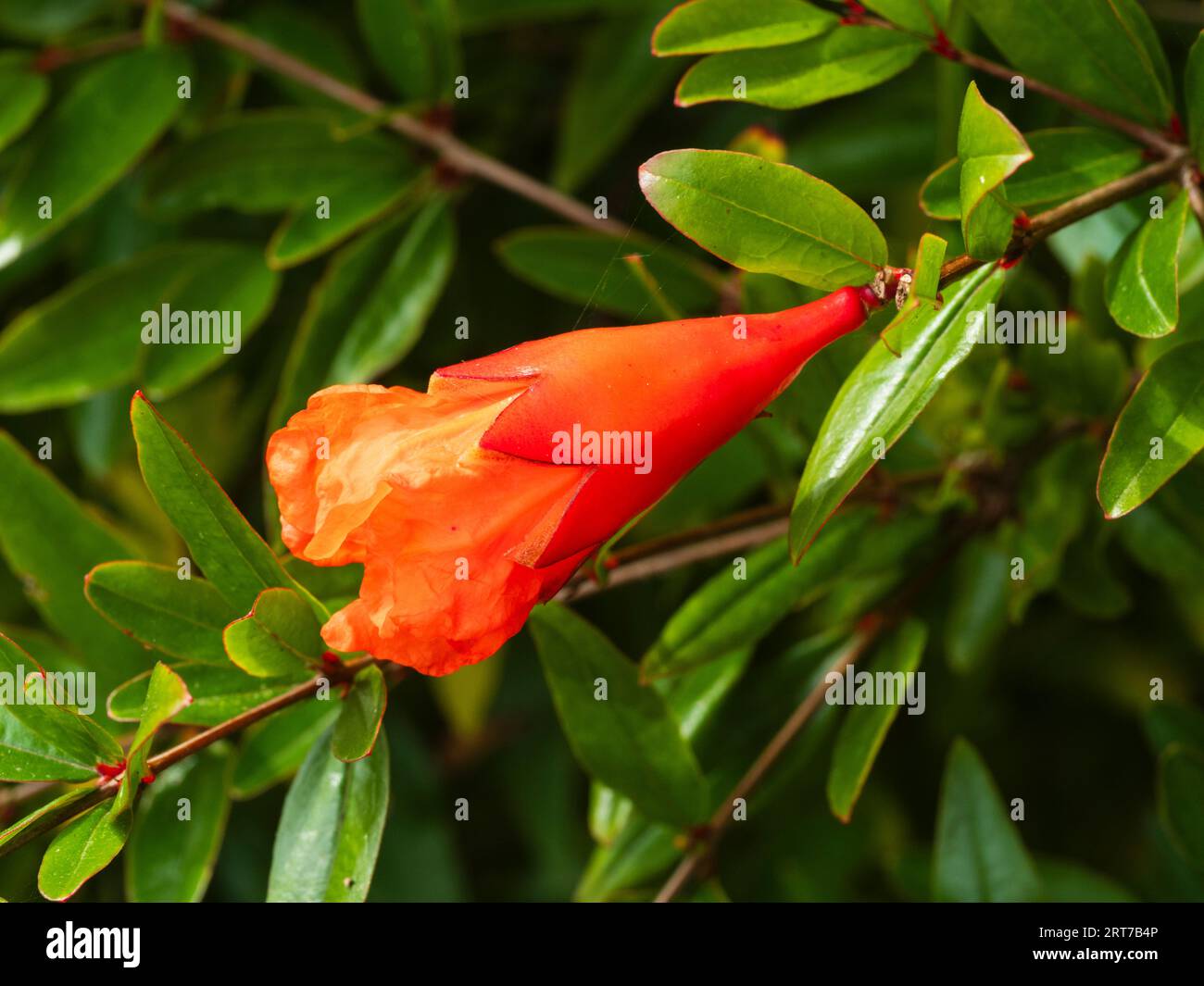 Red-orange flowers of the half-hardy deciduous pomegranate shrub, Punica granatum Stock Photo