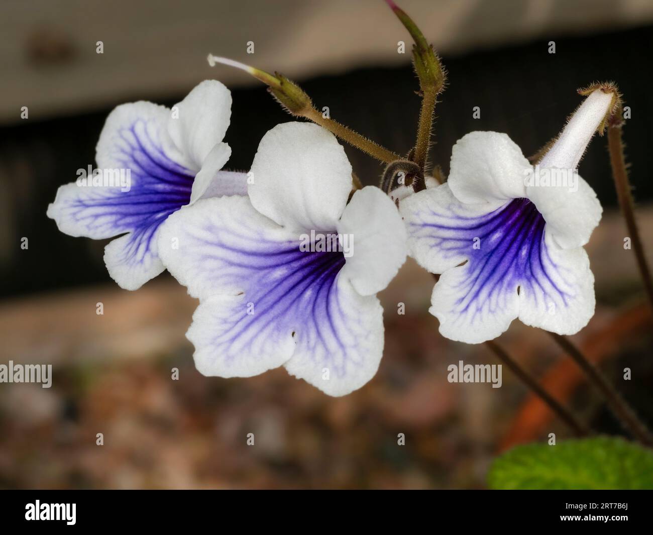 Blue throated white flowers of the tender South African Streptocarpus rexii, the type species for the genus Stock Photo