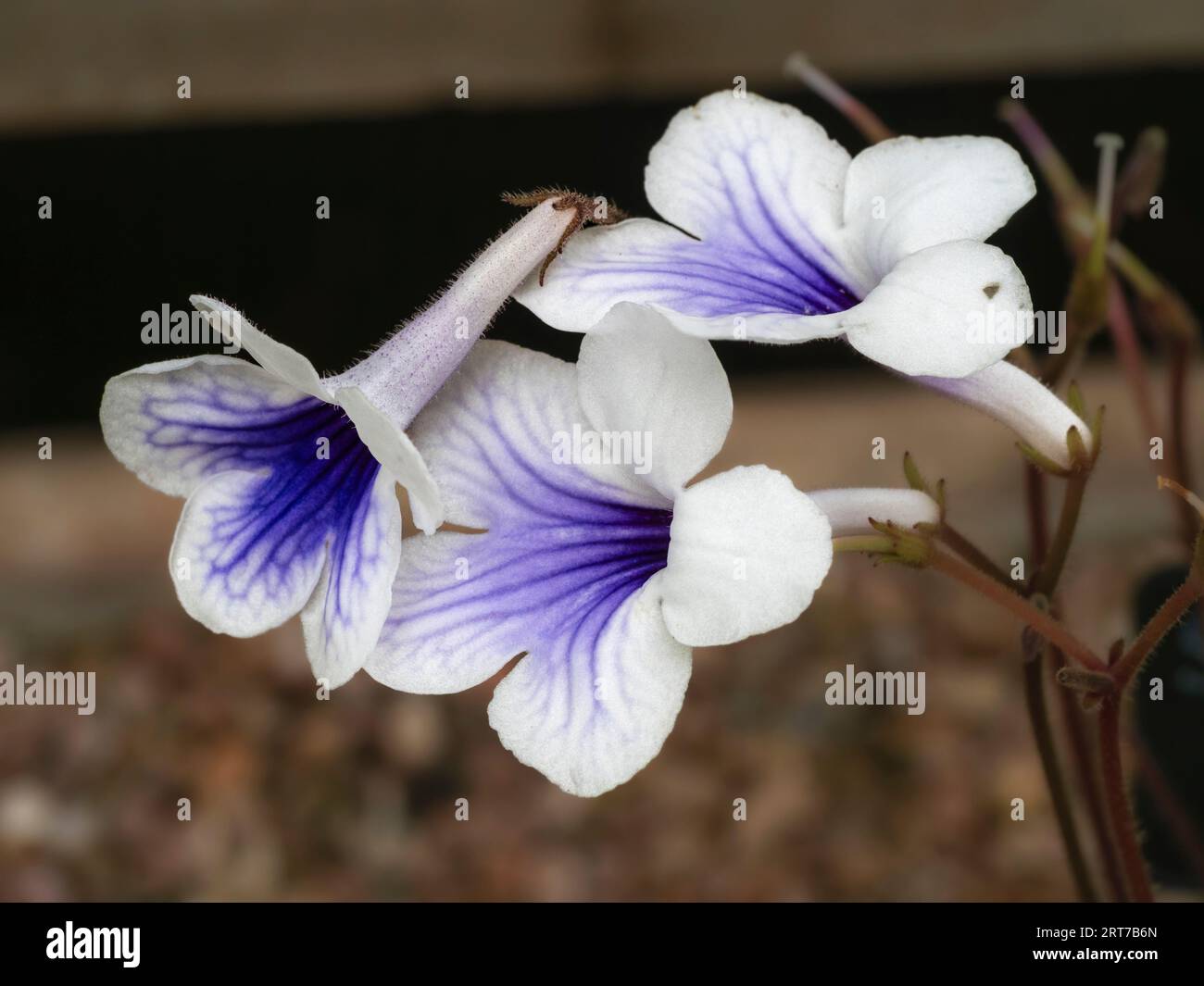 Blue throated white flowers of the tender South African Streptocarpus rexii, the type species for the genus Stock Photo
