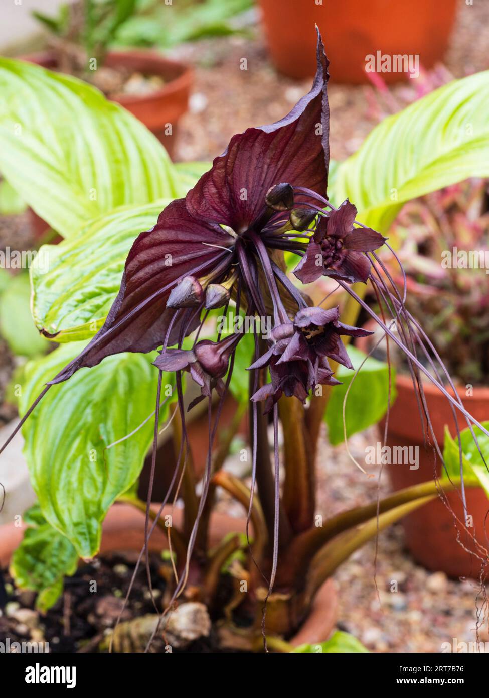 Unusual dark flowers and bracts of the subtropical, rhizomatous perennial black bat flower, Tacca chantrieri Stock Photo
