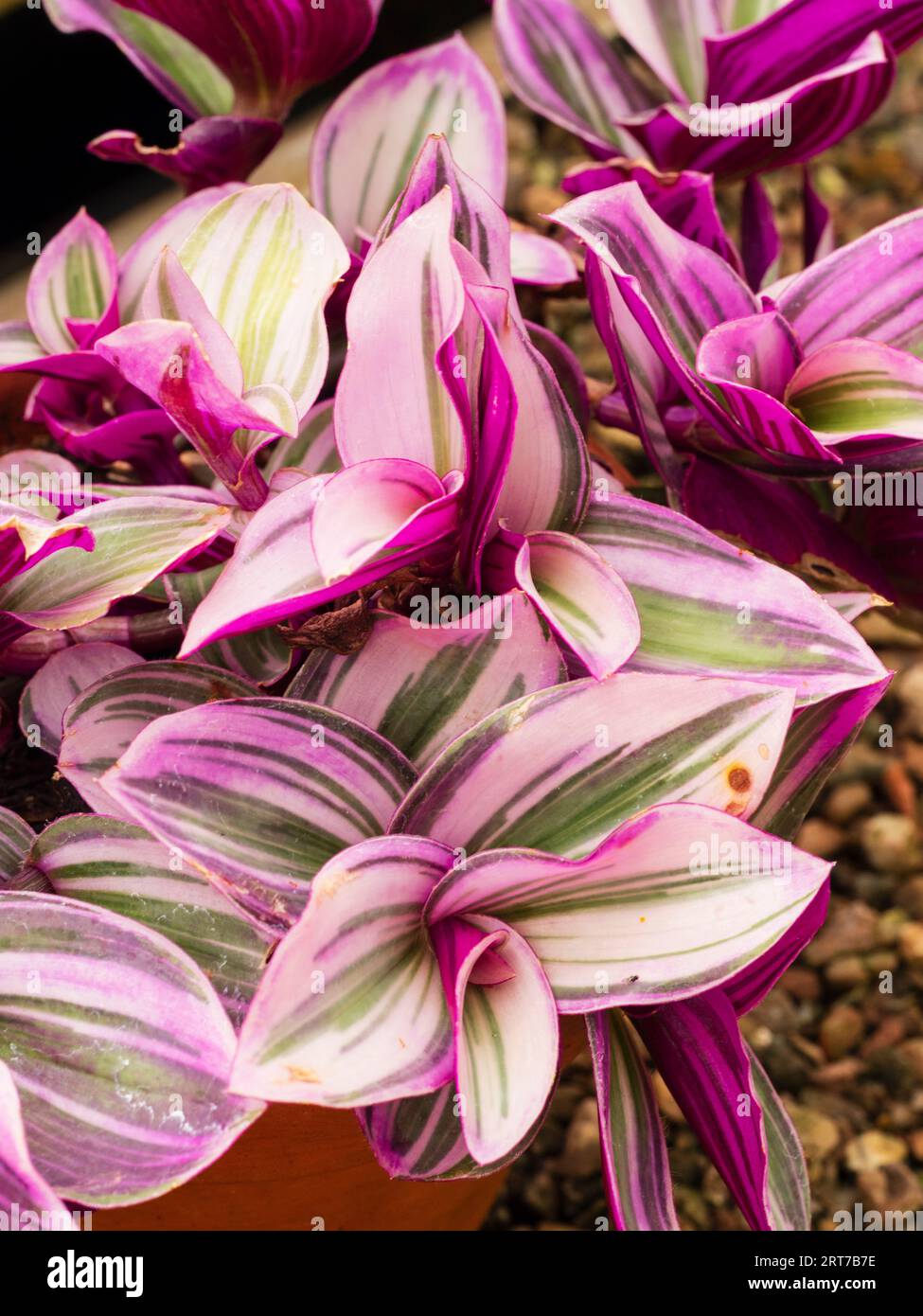 Heavily variegated ornamenal semi-succulent foliage of the tender houseplant Tradescantia blossfeldiana variegata 'Lilac' Stock Photo