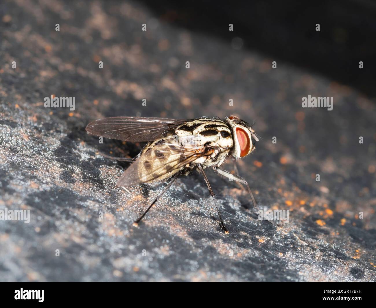 Black and white adult female muscid fly, Graphomya maculata, resting by standing water in a Plymouth, UK garden Stock Photo