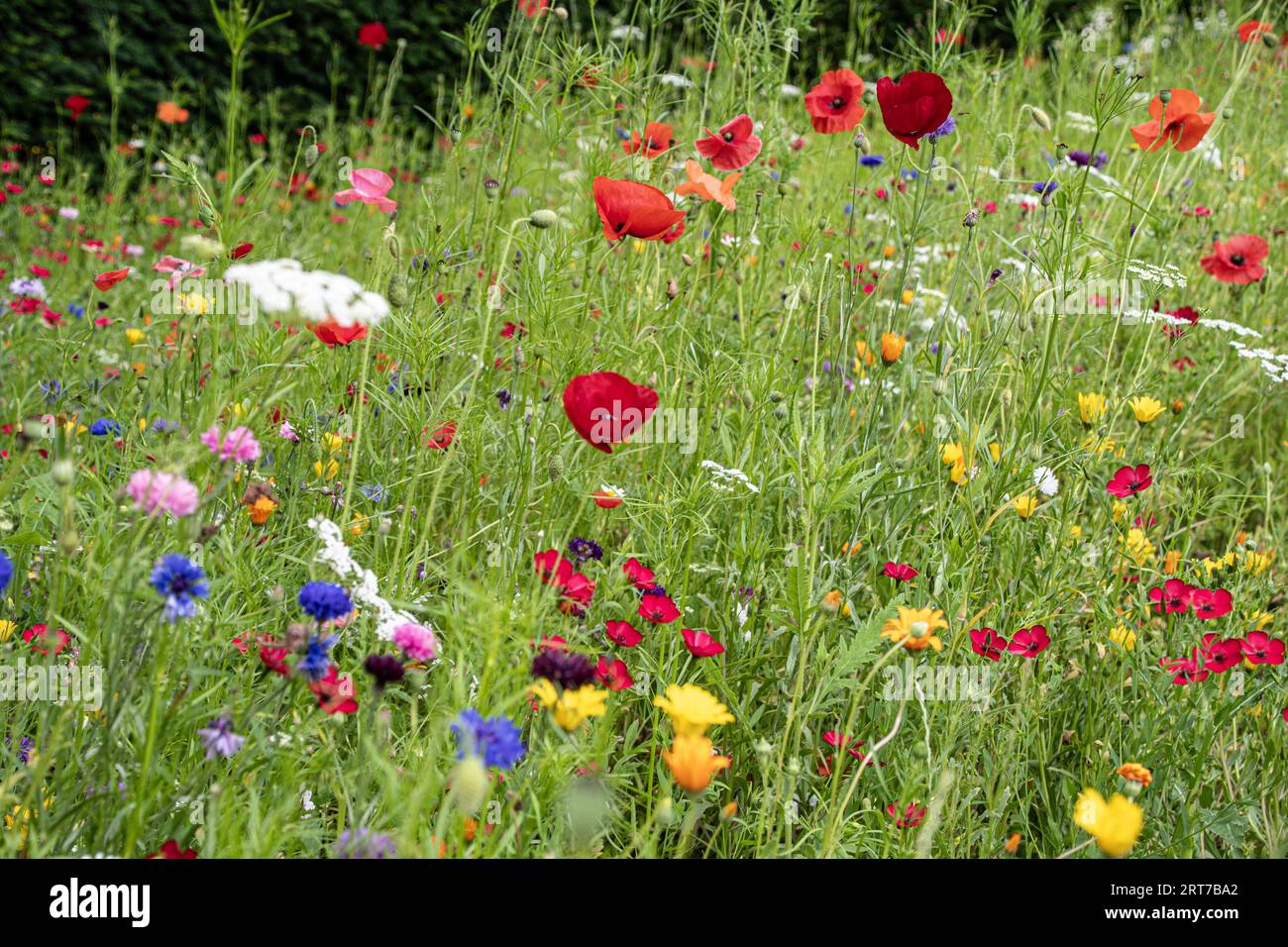 Meadow wild flowers sunset hi-res stock photography and images - Alamy