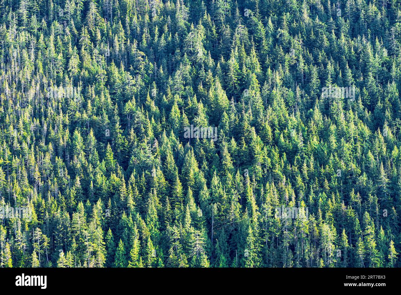Vancouver Island mountainside with coniferous forest for sustainable logging, seen from 'Inside Passage' cruise to Alaska. Stock Photo