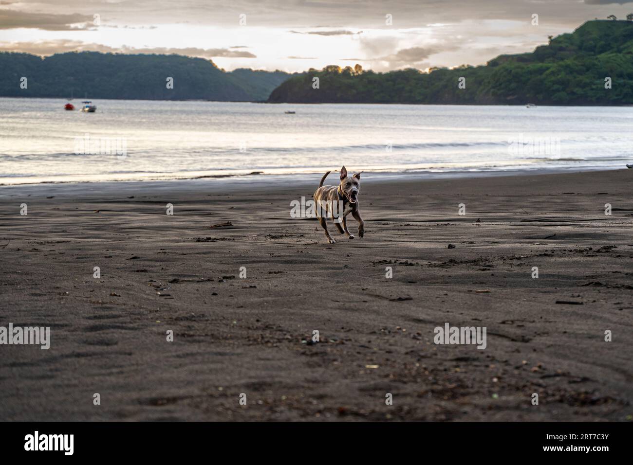 Beautiful American Stanford playing in the beach at sunset in Hermosa