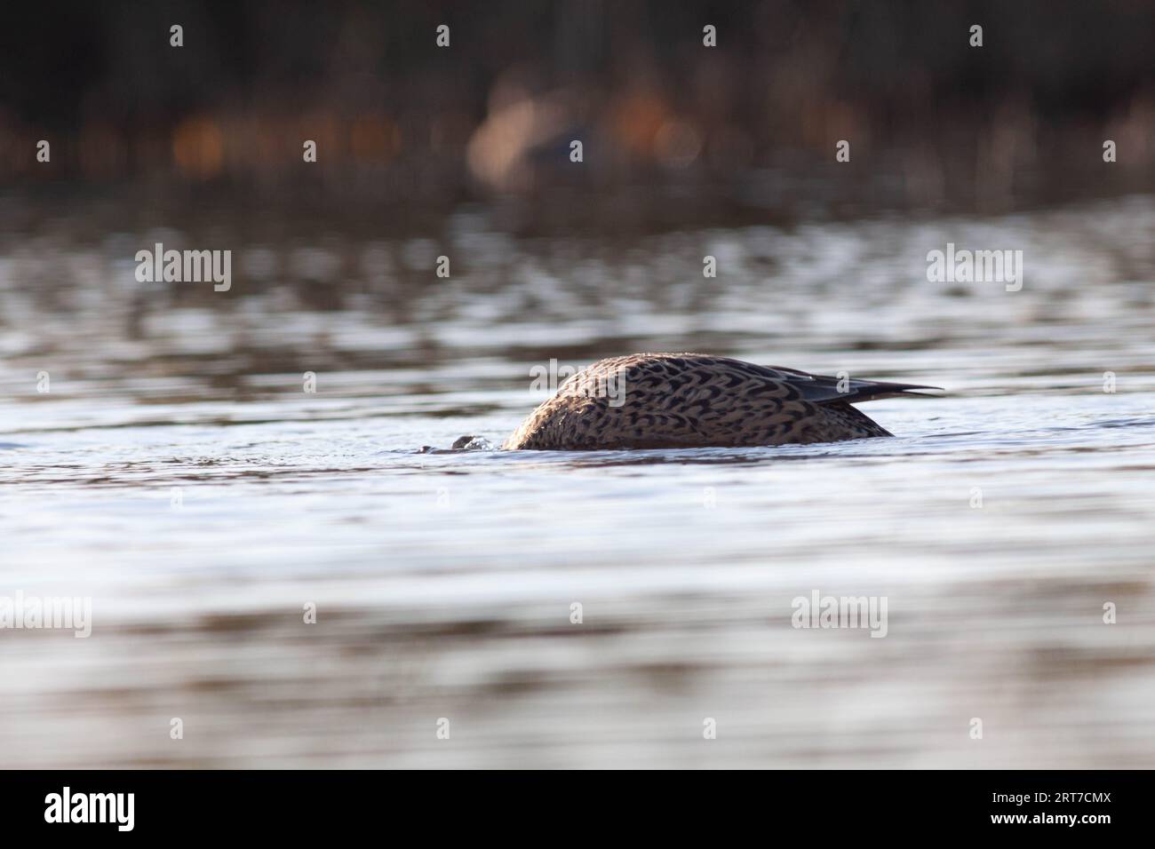 Goose in the natural reserve of Sentina Stock Photo