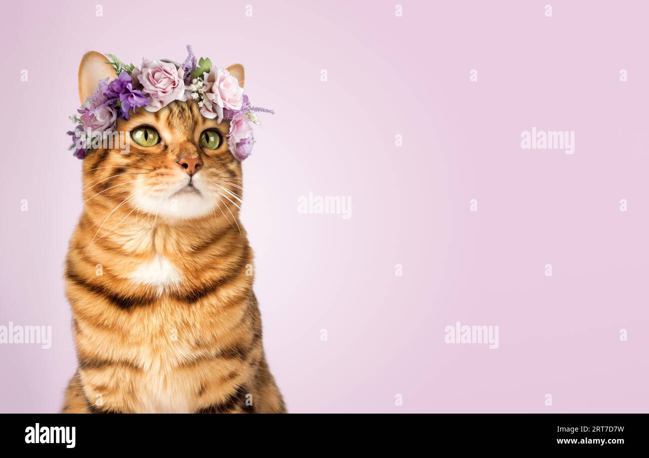 Portrait of an adorable bengal cat in a flower crown on a purple background. Copy space. Stock Photo