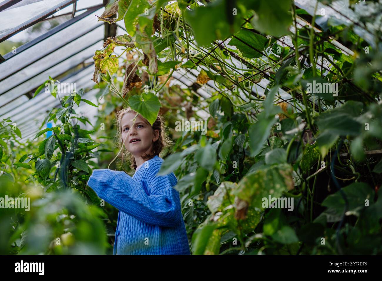 Portrait of a young girl standing in a greenhouse in the middle of ...