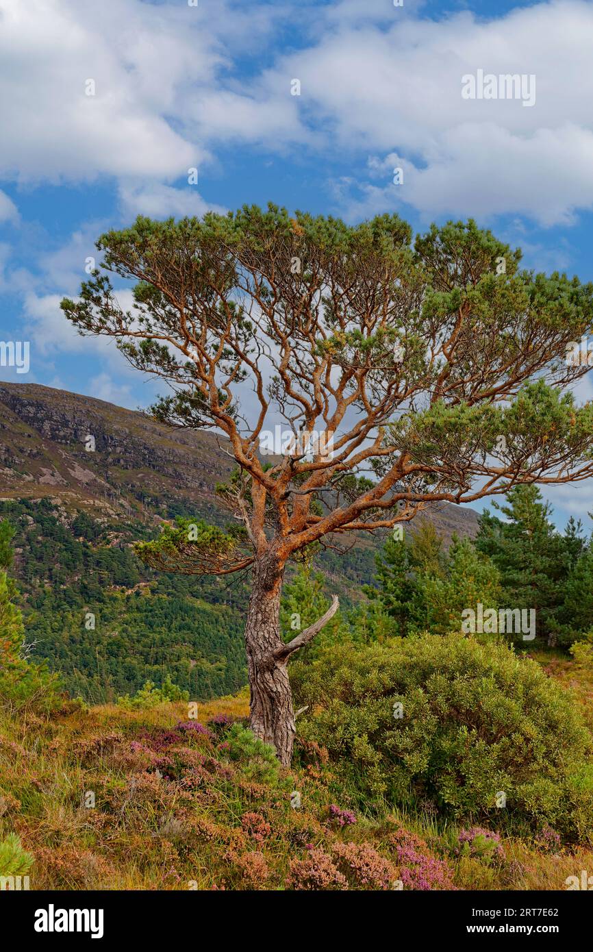 Scots Pine Tree Pinus sylvestris in late summer Scotland with purple heather Stock Photo