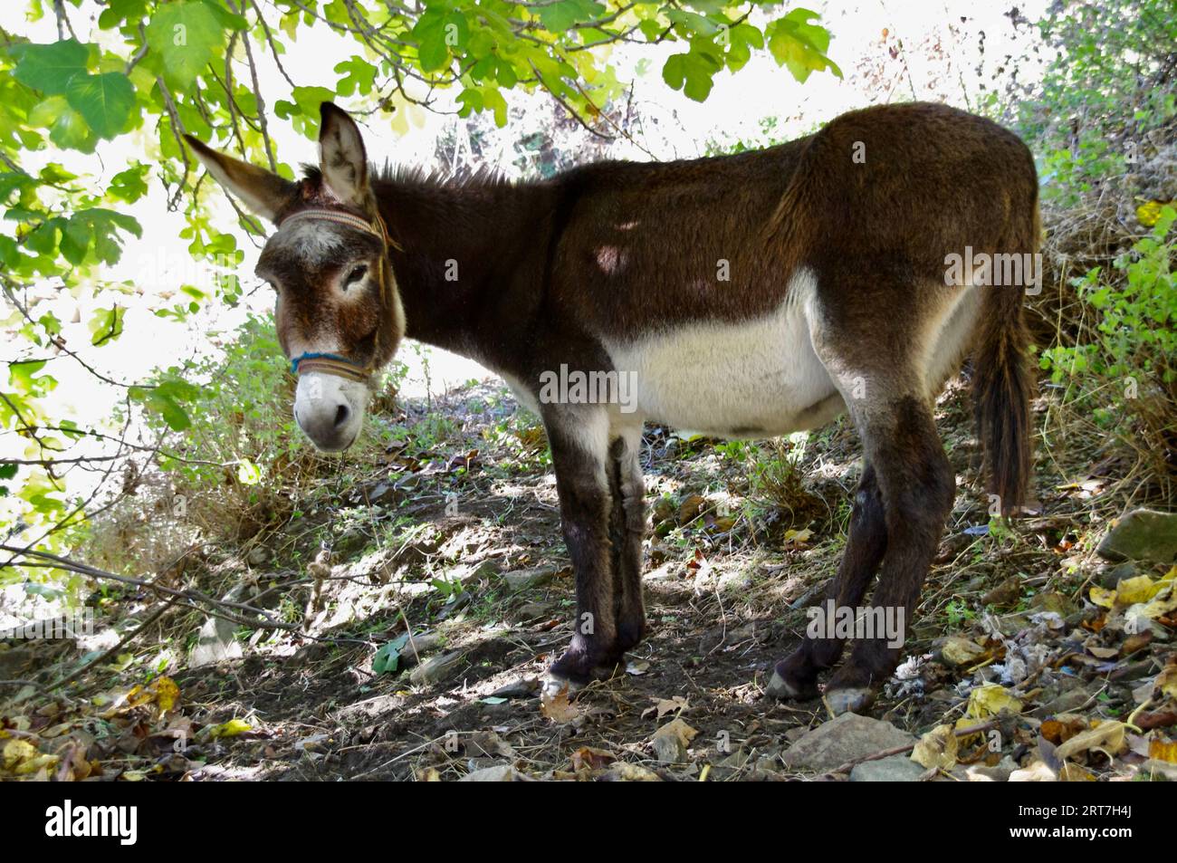 A friendly brown and white donkey on a Turkish Hillside. Stock Photo