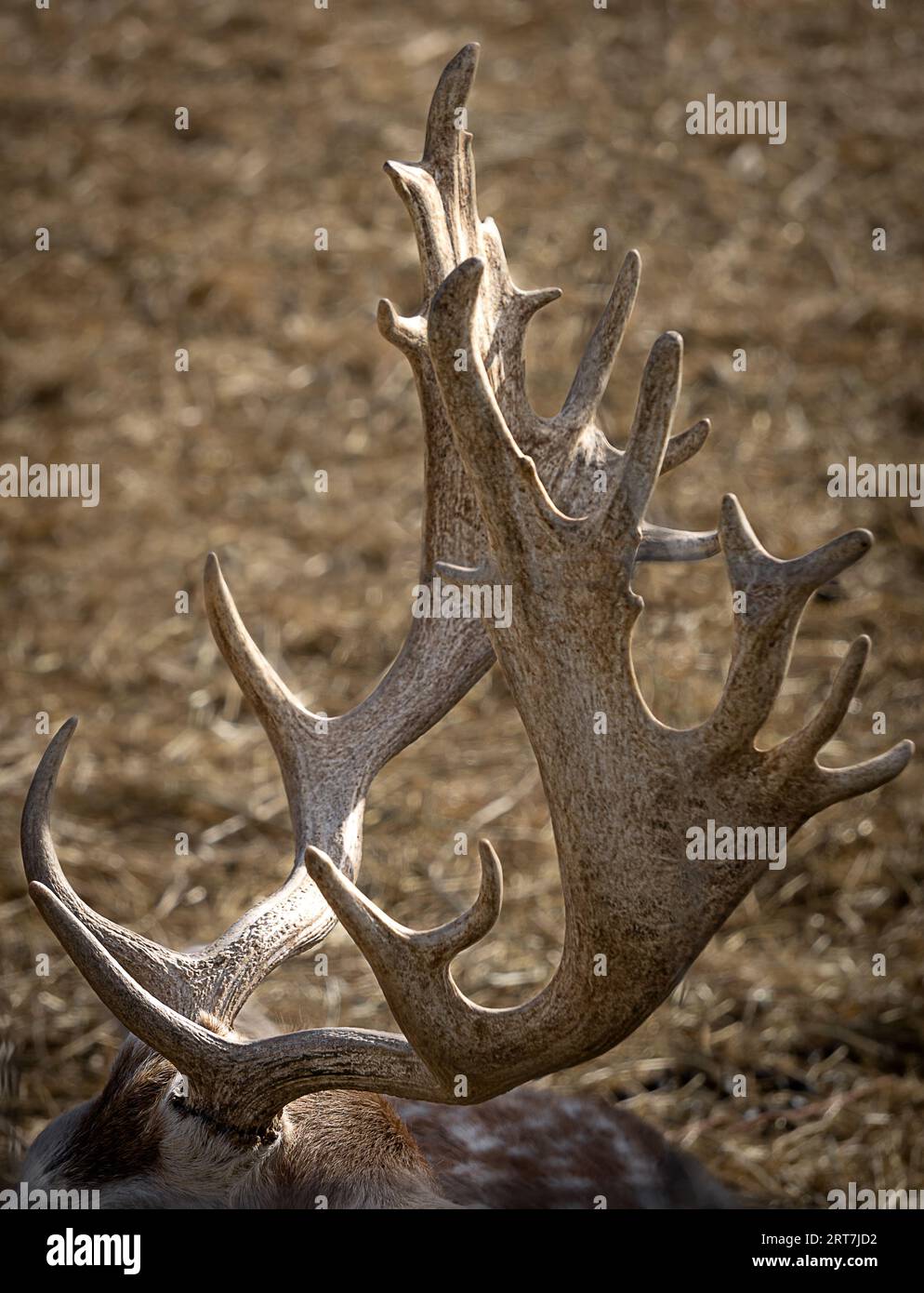 The elegant and beautiful horns of a deer shining in the sun's rays