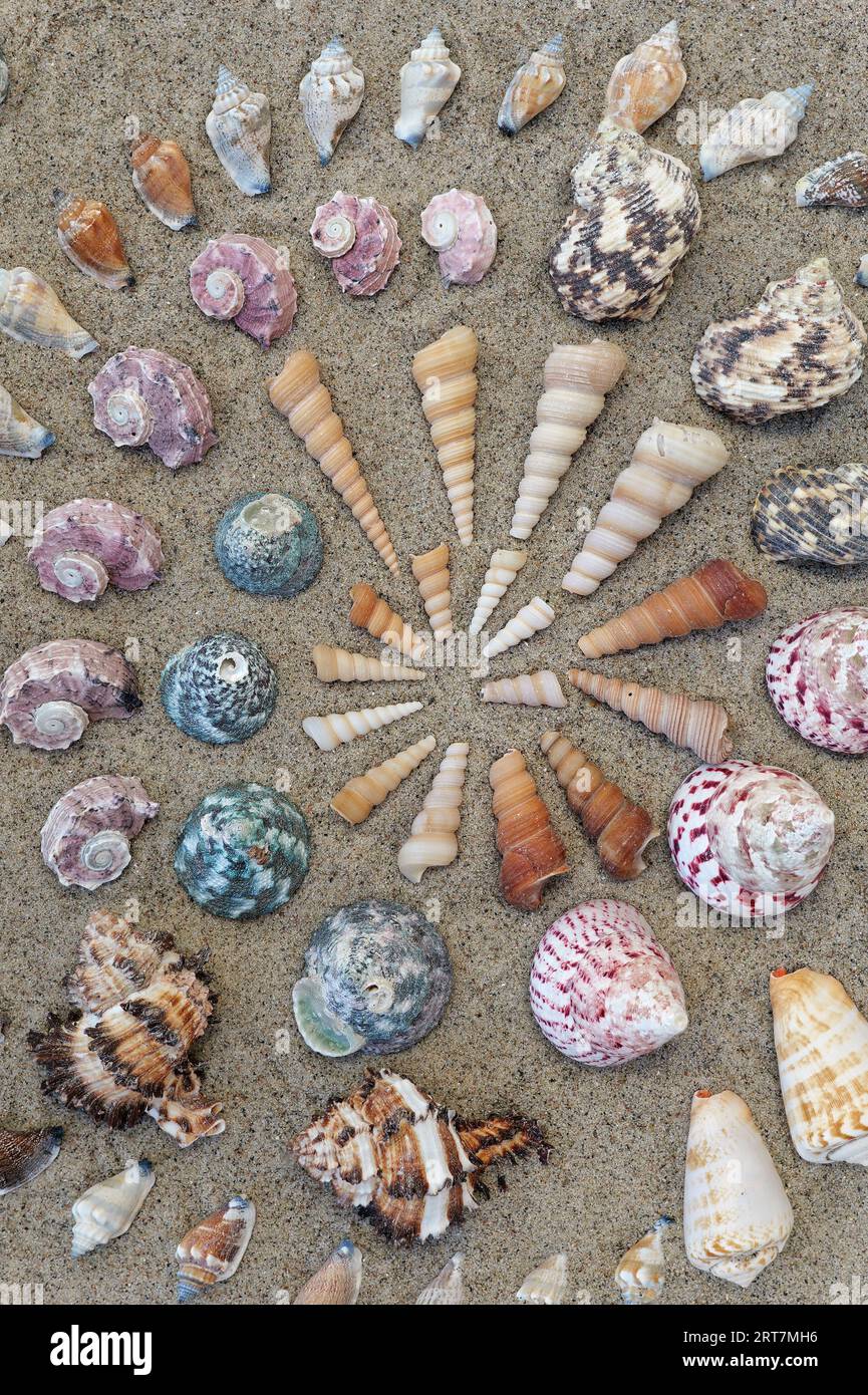Poster, Texture of Shells and Snails Turritella, Propebela, Trochus pyramins, Angaria delphinus, Endive Snail, Marine Snail, Trochus radiatus. Stock Photo
