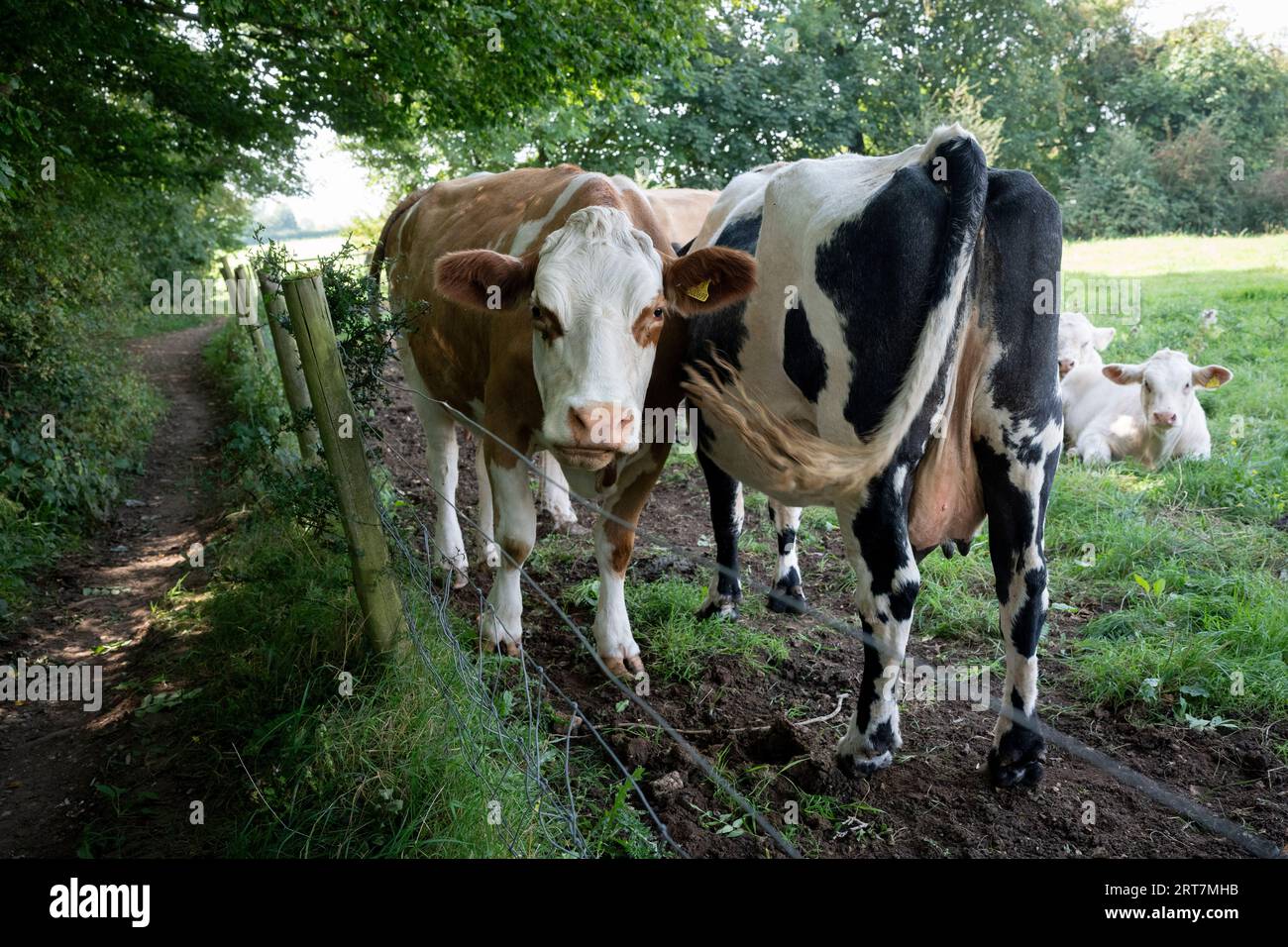 Dairy Cows And Public Footpath, Stock Photo