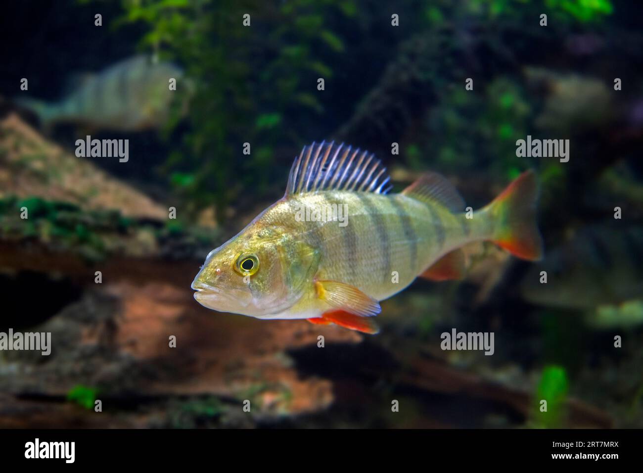 European perch / common perch / redfin perch / English perch (Perca fluviatilis), predatory freshwater fish swimming underwater, native to Europa Stock Photo