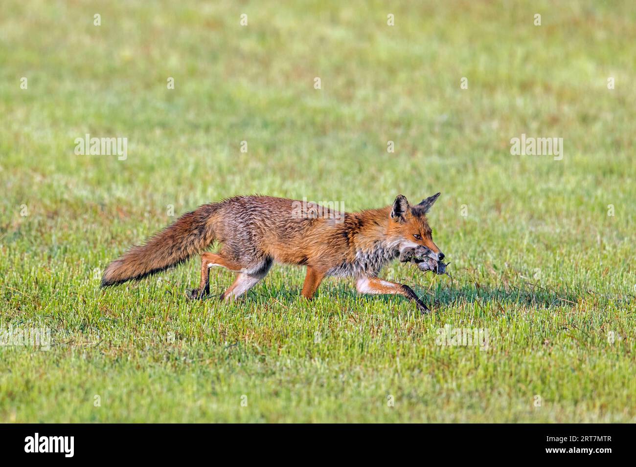 Red fox (Vulpes vulpes) hunting with mouthful of mice prey / voles in freshly mowed meadow / cut grassland to feed its kits / cubs in summer Stock Photo