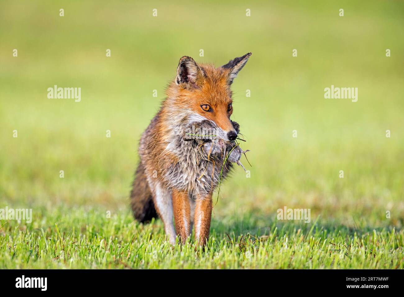 Red fox (Vulpes vulpes) in freshly mowed meadow / cut grassland returning with mouthful of mice prey / voles to feed its young kits / cubs in spring Stock Photo