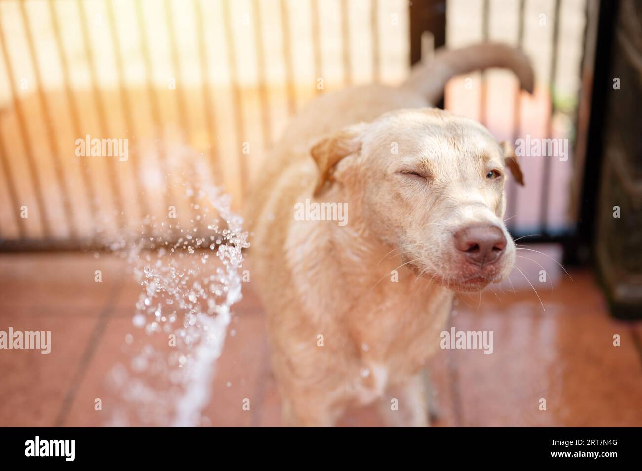 Labrador dog with closed eyes portrait to avoid water from hose Stock Photo