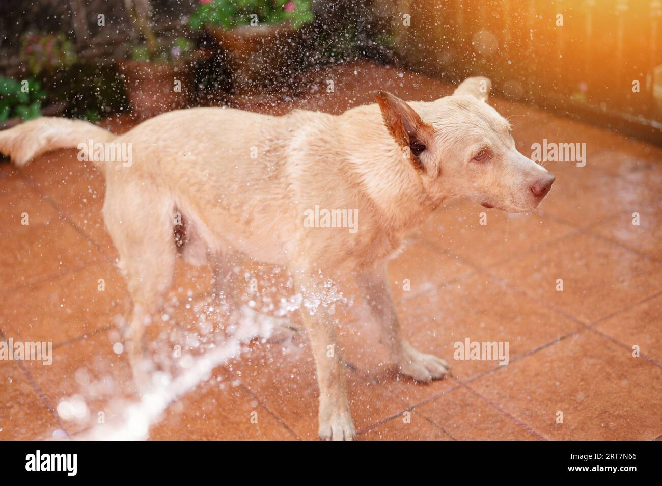 Labrador dog shake water from his fur after washing in backyard Stock