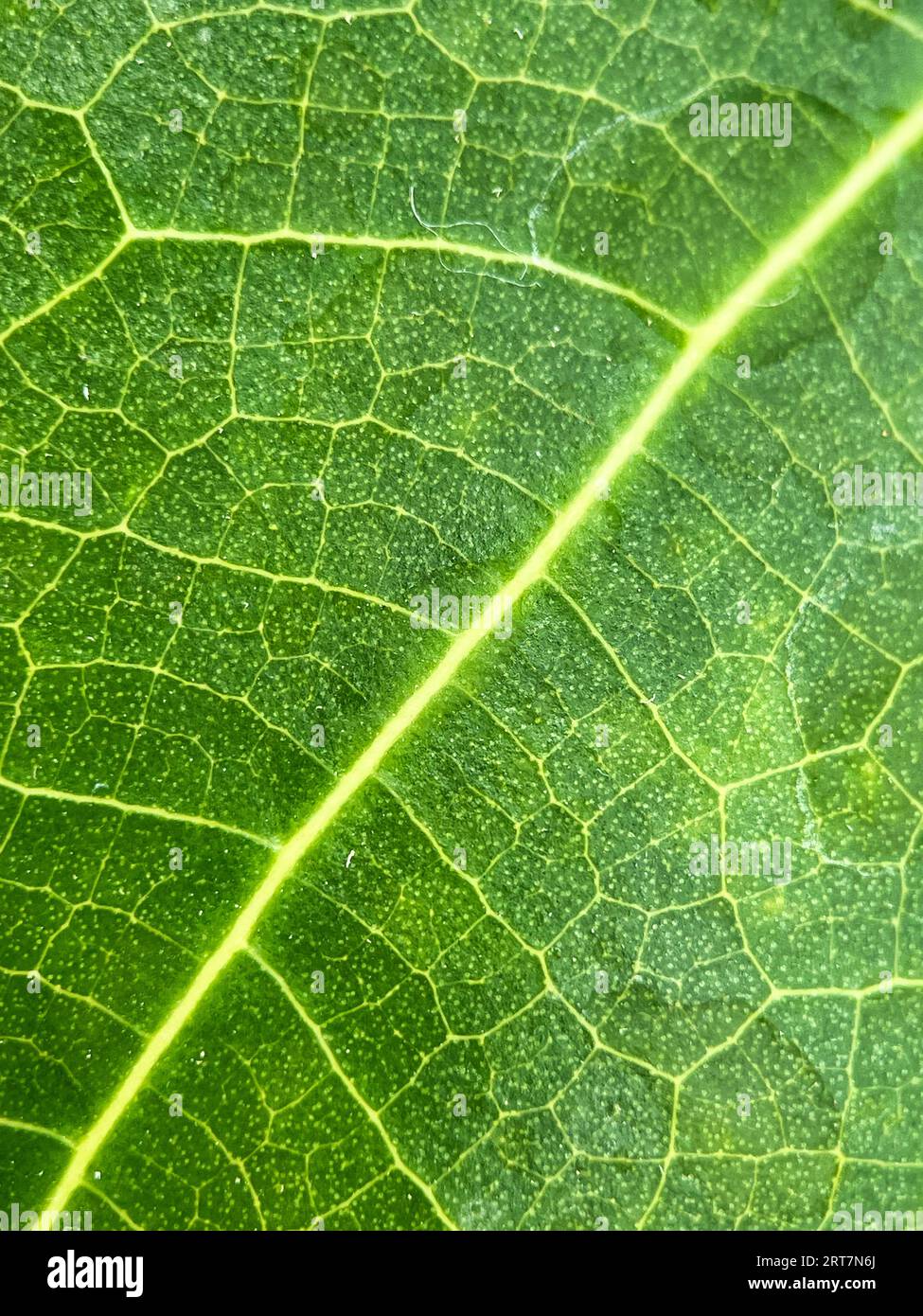 Close up leaf surface hi-res stock photography and images - Alamy