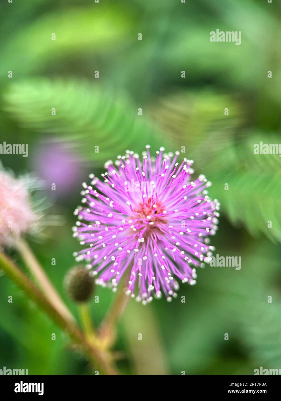 Sunshine mimosa powderpuff (Mimosa strigillosa) flower closeup. Mimosa