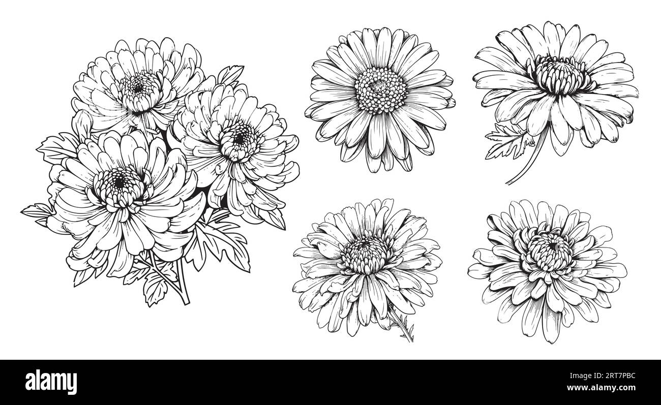 Asters set hand drawn sketch Flowers .Vector Stock Vector