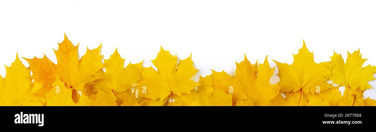 Yellow maple leaves frame with copy space isolated on white background ...