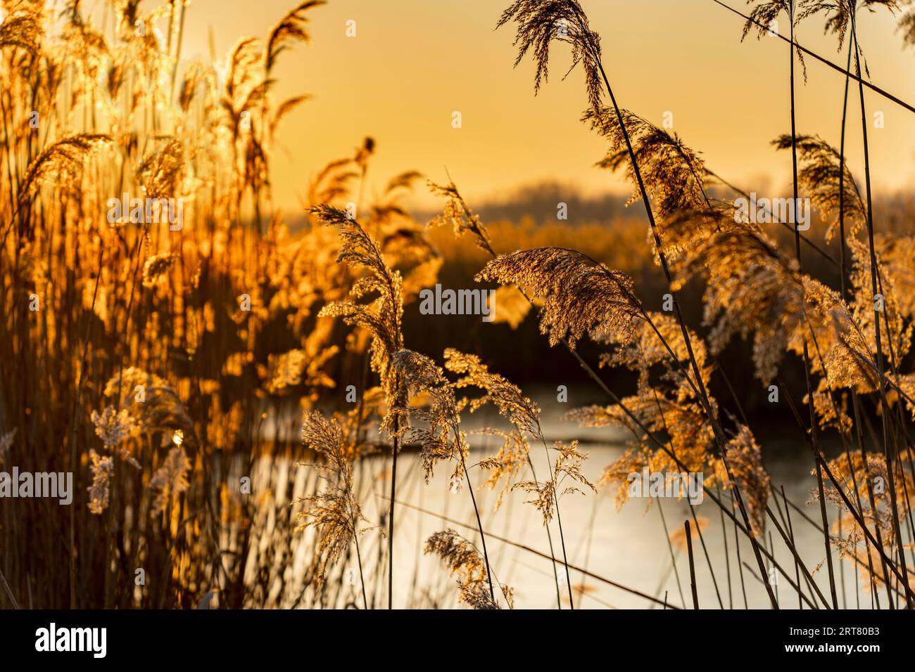 Winter reeds in background hi-res stock photography and images - Alamy