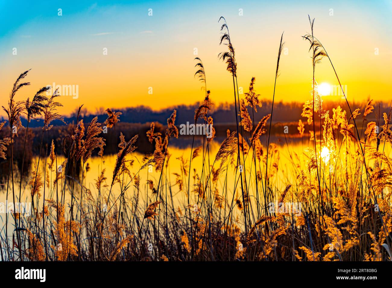 Winter reeds in background hi-res stock photography and images - Alamy