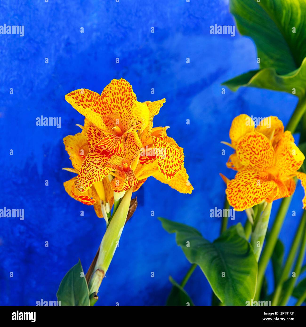 Pretoria canna lily (Canna indica), yellow flower in front of blue wall, colourful detail, Obidos, Portugal Stock Photo