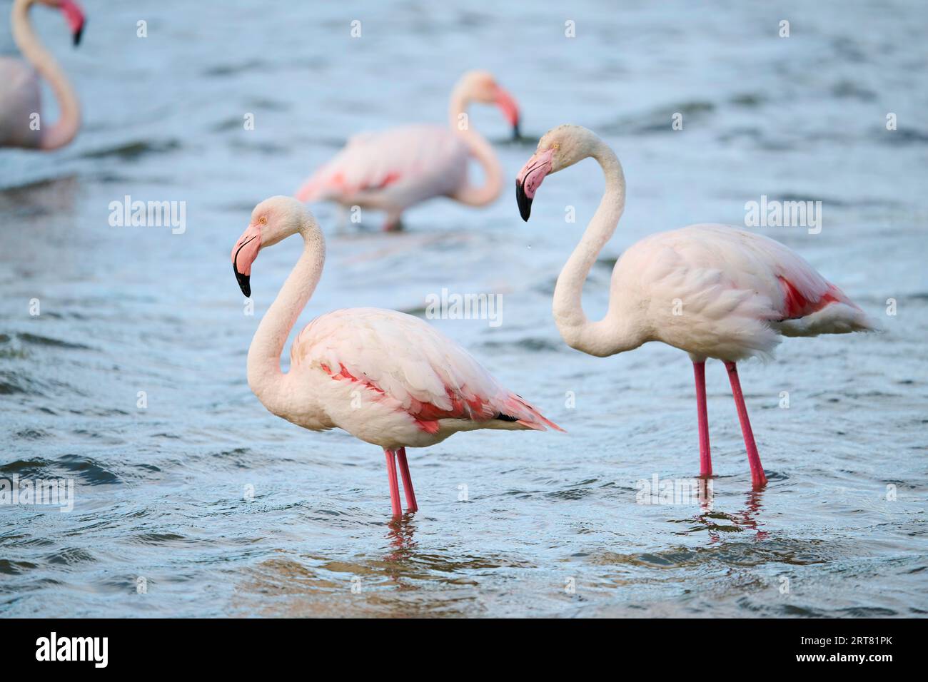 Greater flamingo (Phoenicopterus roseus) standing in the sea, France Stock Photo