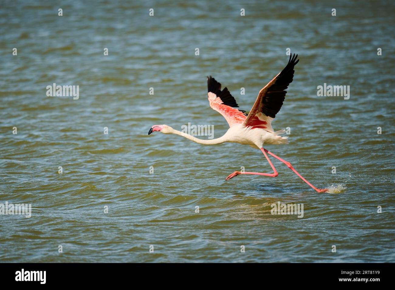 Greater flamingo (Phoenicopterus roseus) starts flying from the sea, France Stock Photo