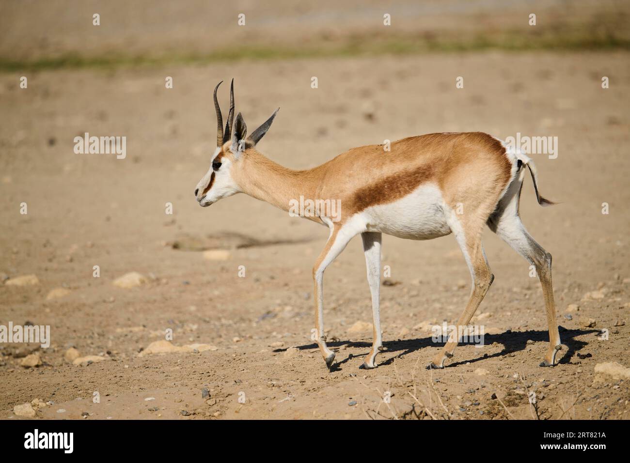 Springbok Walk Springbok (Antidorcas marsupialis) walking in the dessert, captive ...