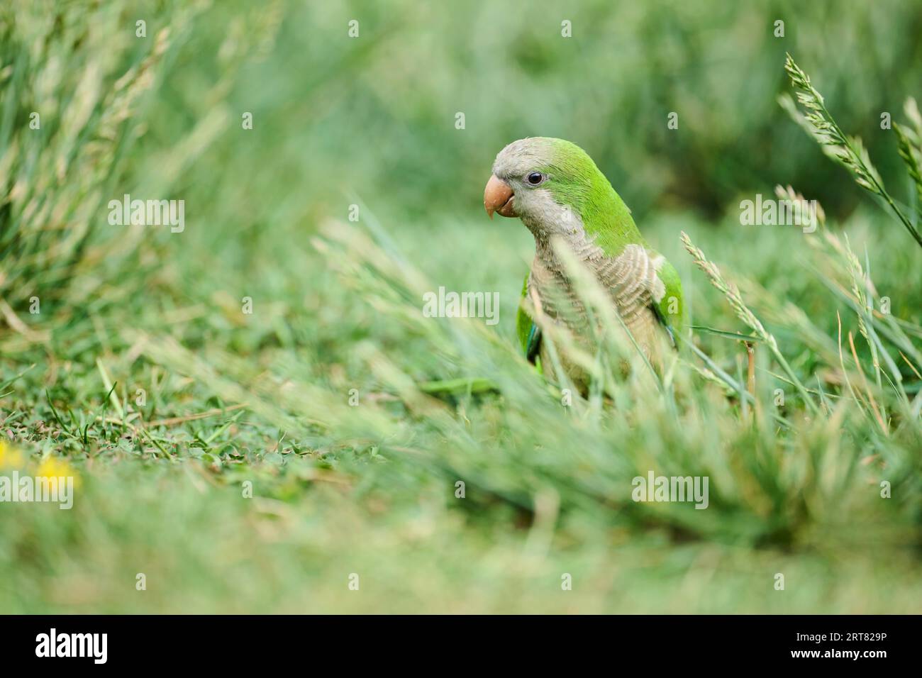 Monk parakeet (Myiopsitta monachus) wildlife on a meadow