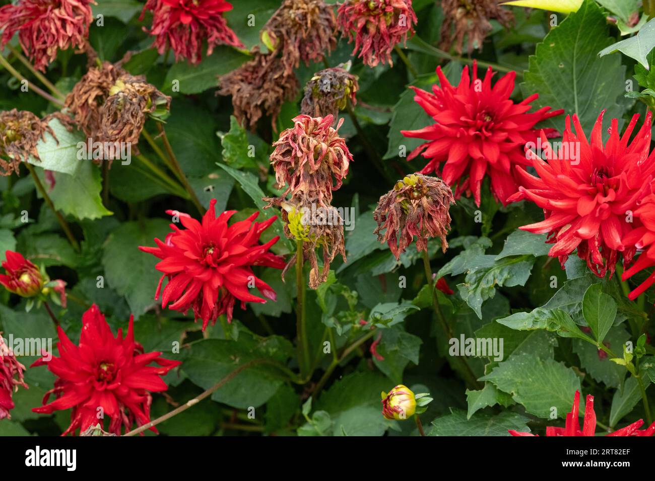 deadheading dahlias - dead heads on red cactus dahlia Stock Photo