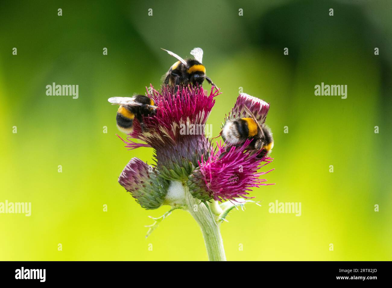 Bumblebees on cirsium rivulare atropurpureum flower - Scotland, UK Stock Photo