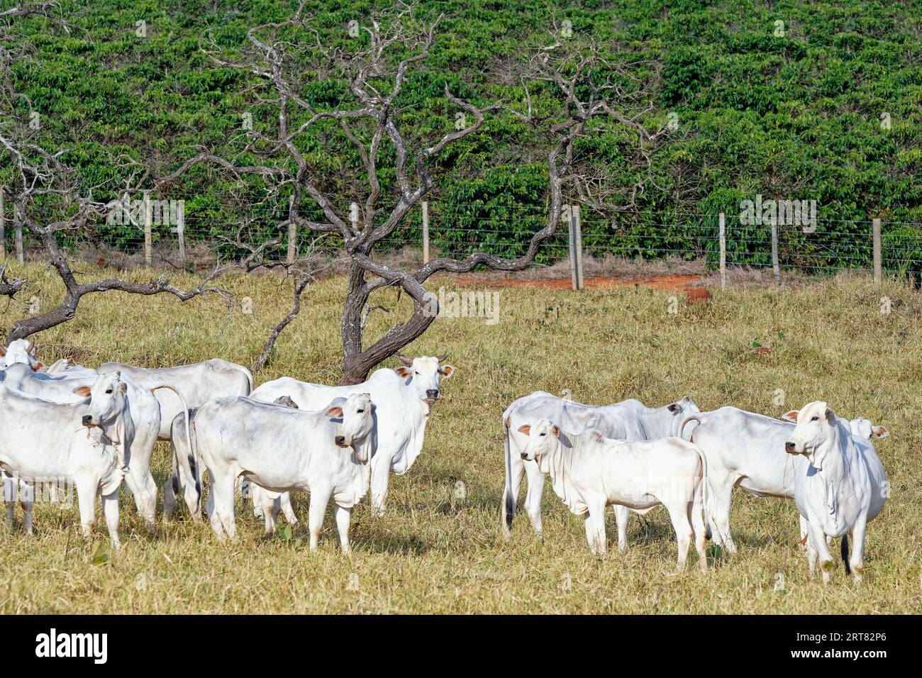 Indo-Brazil Zebu Cows in the Serra da Canastra, Sao Roque das Minas, Minas Gerais state, Brazil Stock Photo