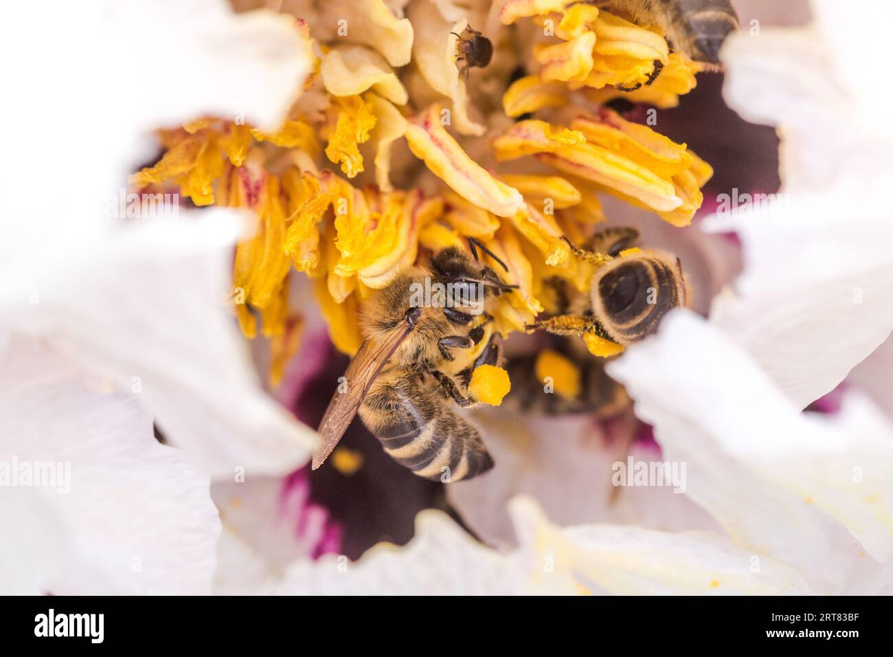 Bees collect pollen from Paeonia suffruticosa, tree peony or paeony flower. There are many bees inside flower. Stock Photo