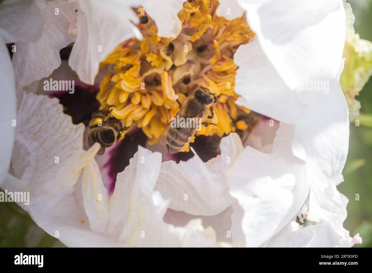 Bees collect pollen from Paeonia suffruticosa, tree peony or paeony flower. There are many bees inside the flower. Stock Photo