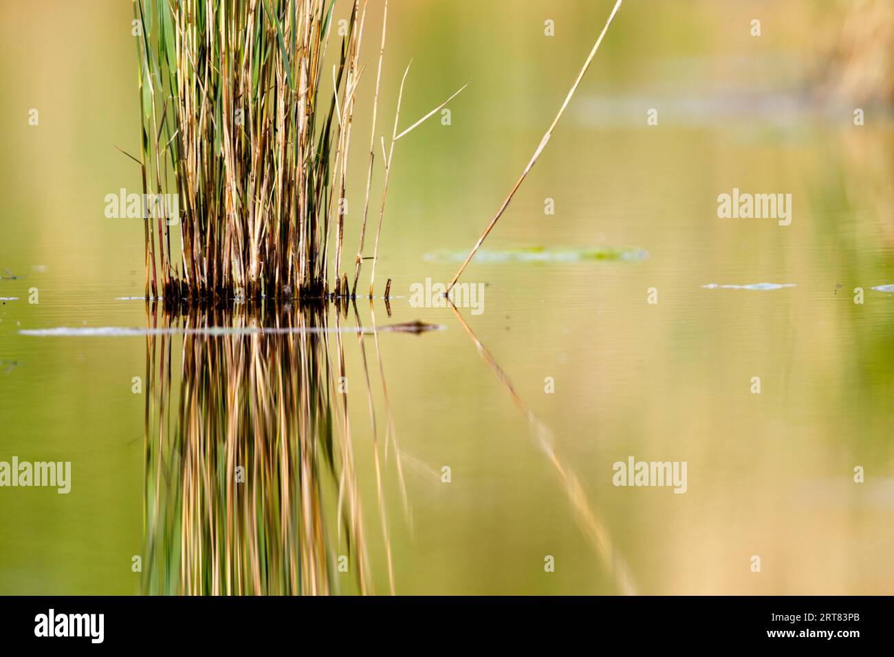 Single Pond Reed Pond with little water hi-res stock photography and images - Alamy